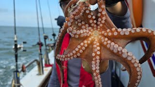 문어낚시  장마철 군산권 문어낚시 히트 에기는 240721 낚시 fishing 군산문어낚시 문어낚시 [upl. by Allianora779]