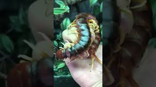 Scolopendra gigantea also known as the Peruvian giant centipede 🪱 animalvideos scolopendra [upl. by Sherl]