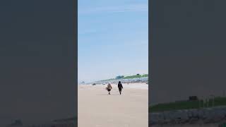 Dog Strolling on Beach Coast with Friends 🌊🐶  Beautiful Day at Zandvoortdog [upl. by Mays]