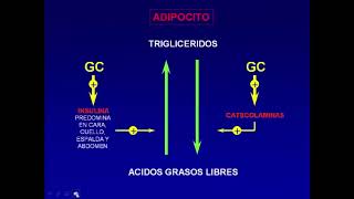 Corticoides parte 1  Farmacologia Catedra 3  FMed UBA [upl. by Avilo]