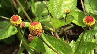 Spilanthes  Acmella oleracea  LymeCompassnet Blog 38 [upl. by Socher]