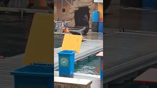 seal at seaworld shorts Cristian Lawal [upl. by Flory]