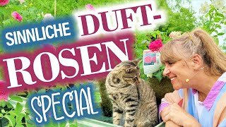 Duftende ROSEN die BESTEN und Farben  gegen trübe Sommertage [upl. by Eioj]