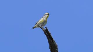 Striated Pardalote calling [upl. by Bruner24]