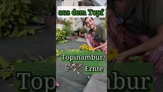 Topinambur Ernte aus Topf  Balkongarten [upl. by Arreyt]