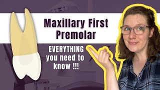 Maxillary First Premolar  The Definitive Tooth Anatomy Study Guide for Dental Students [upl. by Kai]