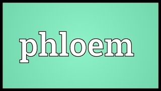 Phloem Meaning [upl. by Olnton555]