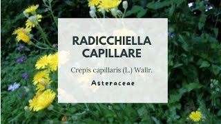 RADICCHIELLA CAPILLARE  Crepis capillaris L Wallr  Asteraceae  Smooth hawksbeard [upl. by Haodnanehs]