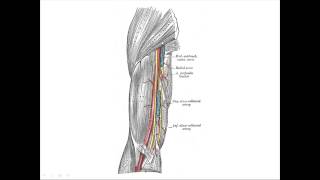 Irrigacion del brazo [upl. by Akit29]