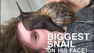 Daily bug show  Episode 2  Giant snail therapy [upl. by Moise780]