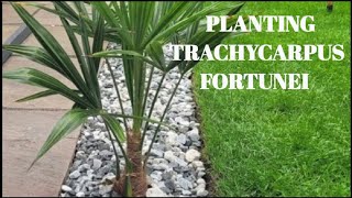 PLANTING TRACHYCARPUS FORTUNEI GROWING IN TROPICAL GARDEN UK [upl. by Saffian590]