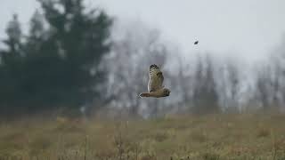 Shorteared Owl flying Dec 2023 [upl. by Gibson]