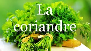 LA CORIANDRE 🌱 comment la semer cultiver et récolter [upl. by Wende]