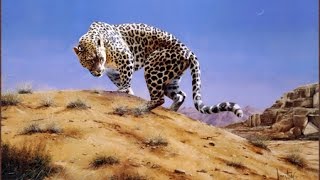 النمر العربي في جبال طويق Arabian leopard [upl. by Ecnirp426]