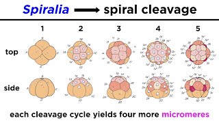 Introduction to Spiralia and Lophotrochozoa [upl. by Marian]