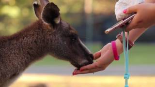 Kangaroos amp Wallabies at Currumbin Wildlife Sanctuary [upl. by Caputo183]