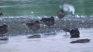 Siberische Strandloper  Sharptailed Sandpiper  Calidris acuminata  Ezumakeeg NL 29082017 [upl. by Gwenny]