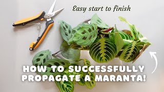 How to successfully propagate a maranta and make your pot MORE FULL  EASY start to finish [upl. by Mart]