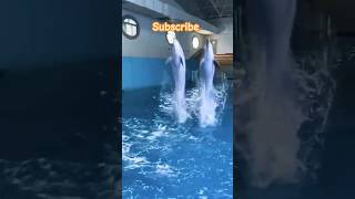 Dolphin swimming 🐬🐬🐬 love song music newsong funny dolphinarium fish dolphine shorts [upl. by Drogin]