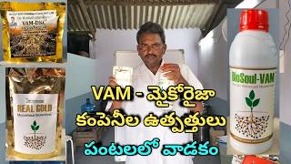 VAM  మైకొరైజా కంపెనీల ఉత్పత్తులు  పంటలలో వాడకం  organicchillitraidng vam mychoraiza [upl. by Aderb]