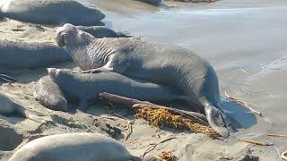 Elephant Seals Mating [upl. by Tillie]