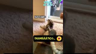 Meme do gato dramático 🤣 Shorts memes tentenaorir [upl. by Ydnagrub648]