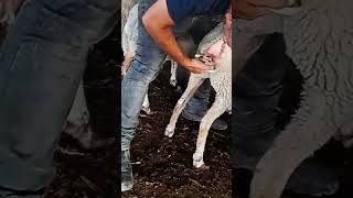 Pashu ko ek sath heat me aise layen rooftop goat farm farming facts pets animals [upl. by Triny]