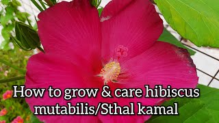 How to Grow and Care Sthal KamalHibiscus Mutabilis Plant l How to Care for Confederate Rose Plants [upl. by Repsag166]