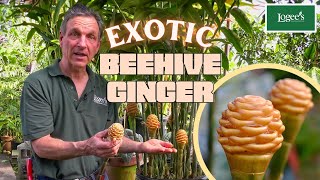 The Exotic Beehive Ginger Plant [upl. by Arelus943]