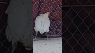 the chickenchickenanimalpets dog chicken catshortshort filmfunnyfunny videobirdsgoatcow [upl. by Yeltneb]