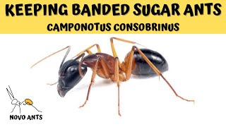 Keeping Banded Sugar Ants  Camponotus consobrinus  Ant Keeping  Novo Ants [upl. by Araccot985]