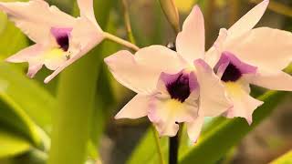 Laelia rubescens is blooming [upl. by Boccaj]