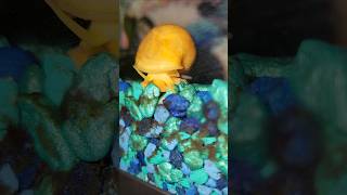 Mystery Snail timelapse [upl. by Lleda12]