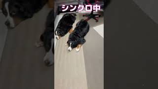 超大型犬達の朝ちょっと寝坊超大型犬 shorts [upl. by Prakash]