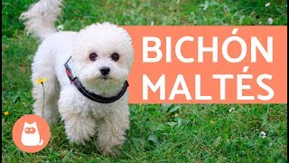 El perro Bichón Maltés [upl. by Letnahc]