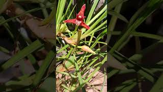 Orquídea maxillaria tenuifolia cleofatima7414 [upl. by Hannala959]