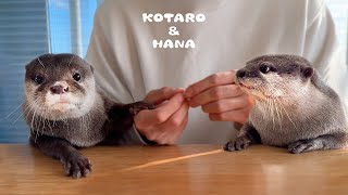 カワウソたちにある物をプレゼントしたらほっこりされた Otters Get the Perfect Winter Present [upl. by Leinahtan682]