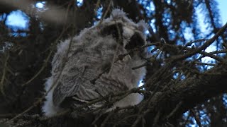 Juvenile Longeared Owl Call Hornuggla unge läte [upl. by Eibocaj939]