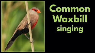 COMMON WAXBILL singing [upl. by Tadd]