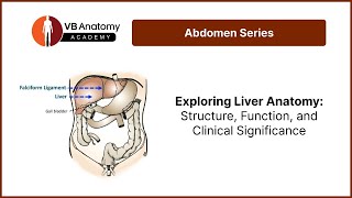 Exploring Liver Anatomy Structure Function and Clinical Significance [upl. by Yziar]