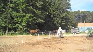 Percheron Challenging a Clydesdale [upl. by Nesyla]