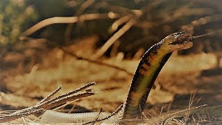 Spitting Cobra vs Human [upl. by Dom]