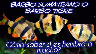 Barbo sumatrano como saber si es macho o hembra [upl. by Divadnahtanoj]