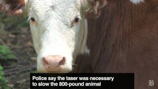 Police taser wayward cow [upl. by Ahto536]