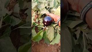 Sari sabji ghar mein hi ugai hai 👉organicgardener organicgardening harvest homegardening reels [upl. by Kirimia]