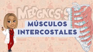 MÚSCULOS INTERCOSTALES‼️ [upl. by Kei295]