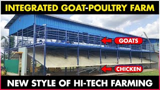 Integrated Goat and Chicken Farming  Poultry Farming and Goat Farming Together  Integrated Farming [upl. by Aved131]