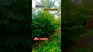 Manfaat dan khasiat daun singkong faktaunik manfaatkesehatan fakta infosehat shorts singkong [upl. by Modestine]