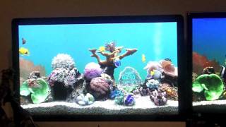 Marine Aquarium 3 Demo [upl. by Halimak821]