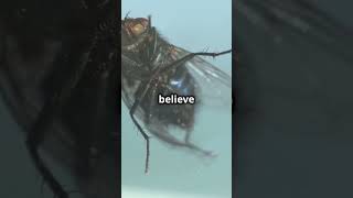 Housefly 🪰 InsectFacts Nature LifeCycle Curiosity Science animalfacts fascinatingwildlife [upl. by Baptiste]